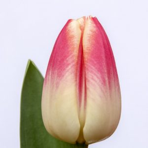 Beautiful pink-white tulip Lorely