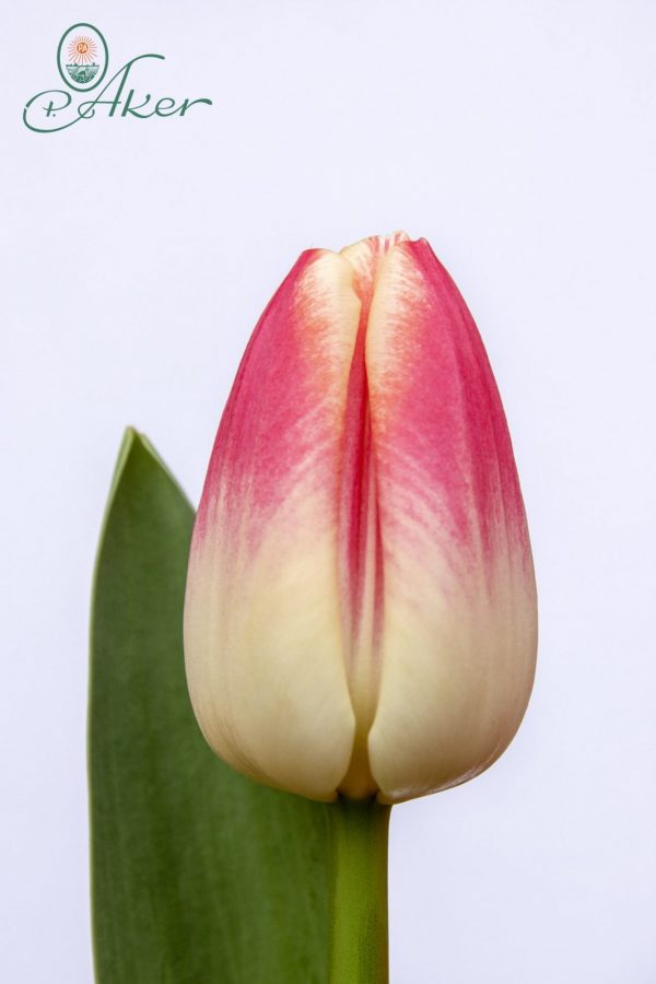 Beautiful pink-white tulip Lorely