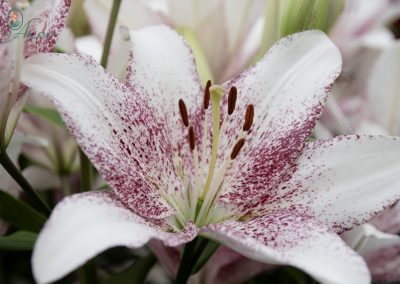 Beautiful with lily with purple spots