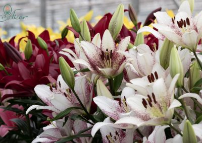Beautiful bicolor lilies in greenhouse