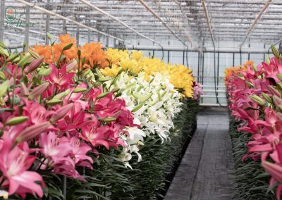 Beautiful coloured lilies in greenhous