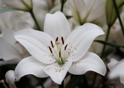 Beautiful white lily