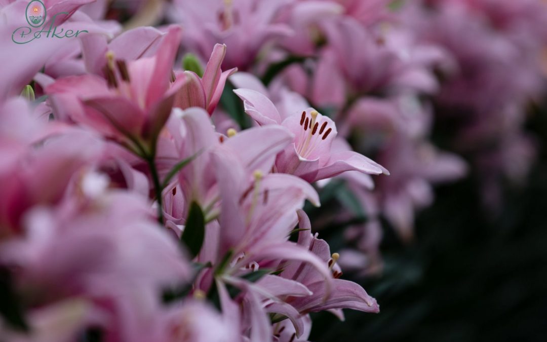 Dutch Lily Days 2019