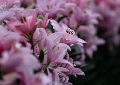 Beautiful pink lilies