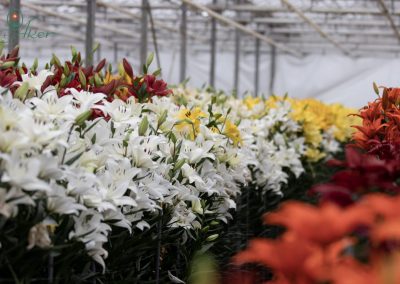 Beautiful overvieuw of lilies in a greenhouse