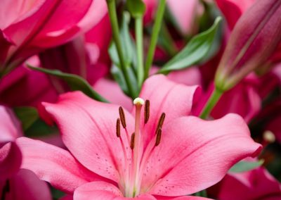 Beautiful closup of pink lily