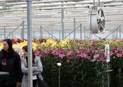 Two woman looking at lilies in greenhouse