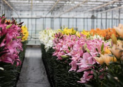 Greenhouse with colorful lilies