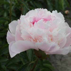 beautiful energetic light pink peony Alertie