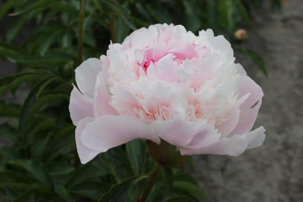 beautiful energetic light pink peony Alertie