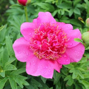 A gorgeous dark pink open peony