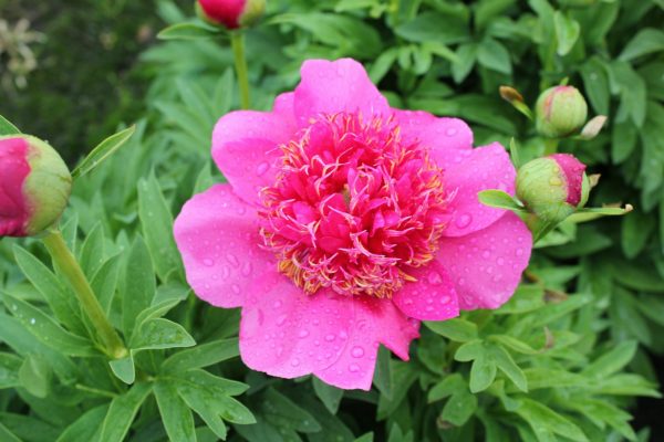 A gorgeous dark pink open peony