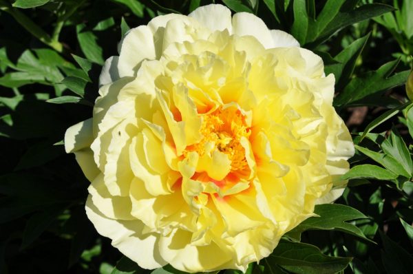 Unique yellow peony Bartzella