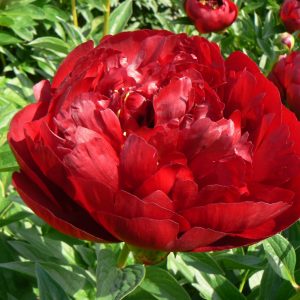 Buckeye Belle is a semi-double peony with a dark red color. When it opens, the core of the red flower shows yellow stamens; a fantastic effect.