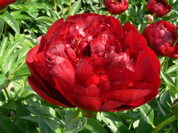 Buckeye Belle is a semi-double peony with a dark red color. When it opens, the core of the red flower shows yellow stamens; a fantastic effect.