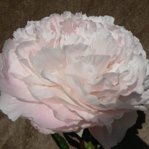 Carl G. Klehm, beautiful light pink peony.