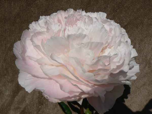 Carl G. Klehm, beautiful light pink peony.