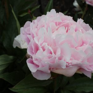 Catharina Fontijn a light pink peony that colors slightly different every year