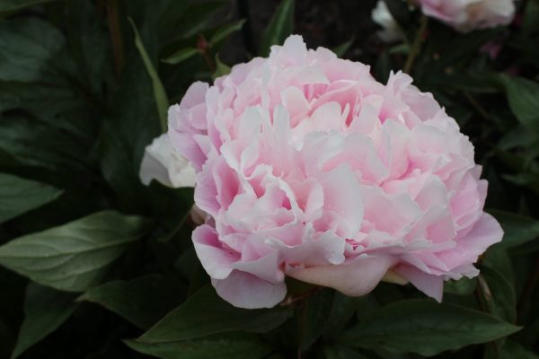 Catharina Fontijn a light pink peony that colors slightly different every year