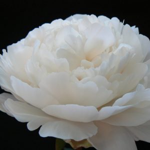 Class Act one of the coarsest white peonies. The huge buds betray the size of the flower, but not that the beige leaves eventually turn white.