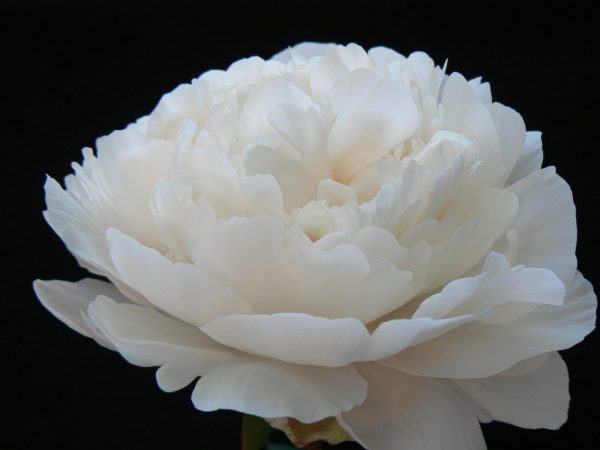 Class Act one of the coarsest white peonies. The huge buds betray the size of the flower, but not that the beige leaves eventually turn white.