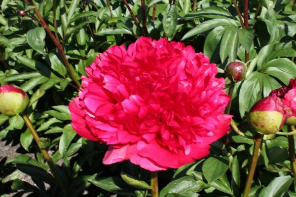 The flower is red in the bud and opens bright red. After two days, Command Performance changes from red to dark orange to salmon.