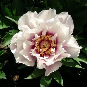 Cora Louise is a lavender-colored core surrounded by airy, white petals.