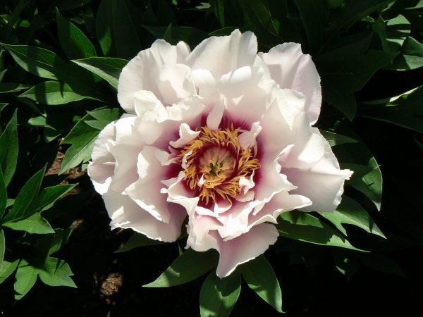 Cora Louise is a lavender-colored core surrounded by airy, white petals.