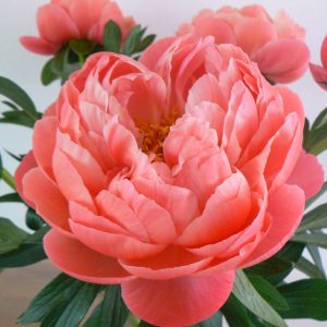 Coral Charm a peony with with floewr leaves. At the heart of the flower are green seeds that are surrounded by yellow stamens