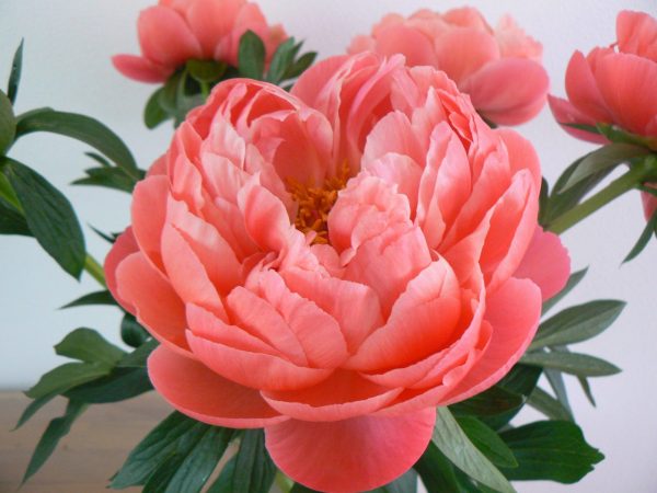 Coral Charm a peony with with floewr leaves. At the heart of the flower are green seeds that are surrounded by yellow stamens