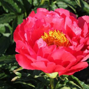 A beautiful coral pink peony with yellow heart.