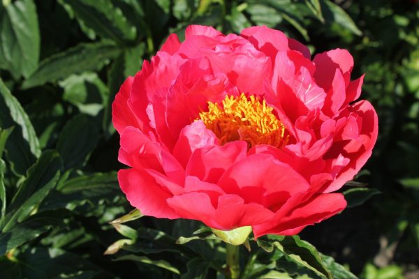 A beautiful coral pink peony with yellow heart.