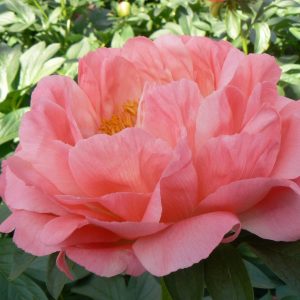 Coral Sunset is a beautiful orange peony with big flowers