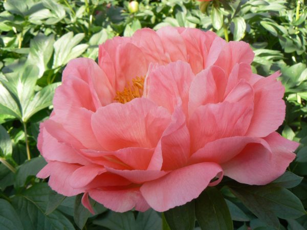 Coral Sunset is a beautiful orange peony with big flowers