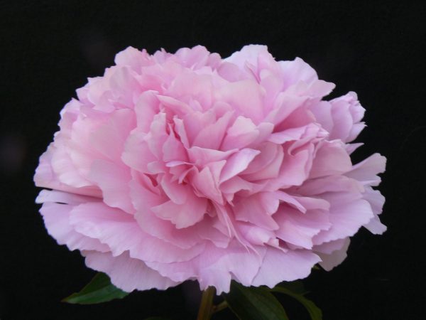 Dinner Plate has one of the biggest pleony flowers in a beautiful lilac color