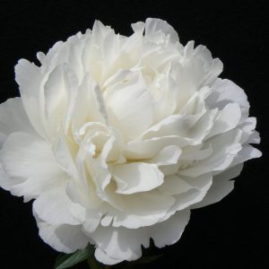 Beautiful white full peonie Elsa Sass