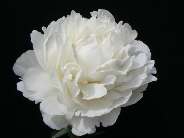 Beautiful white full peonie Elsa Sass