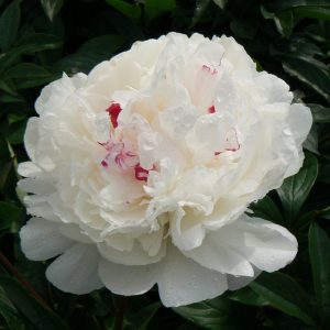 Beautiful white with a little pink peony Festiva Maxima