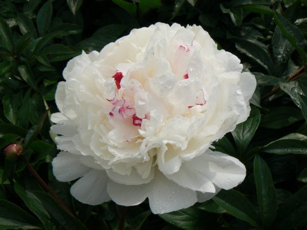 Beautiful white with a little pink peony Festiva Maxima