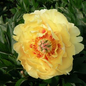 Gorgeous yellow peony