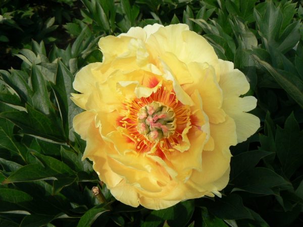 Gorgeous yellow peony