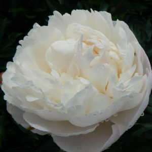 Gardenia is a ivory white peony with huge flowers