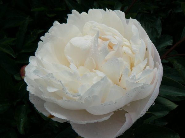 Gardenia is a ivory white peony with huge flowers