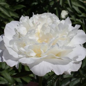 Half-filled white peony In Full Sail