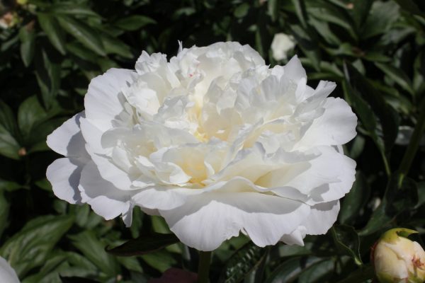 Half-filled white peony In Full Sail