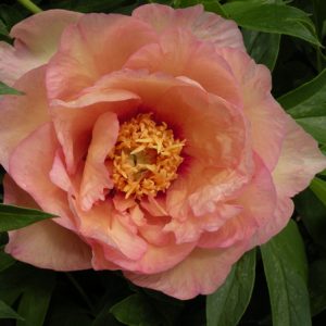 Beautiful coral pink peony Julia Rose