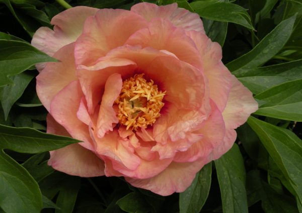 Beautiful coral pink peony Julia Rose