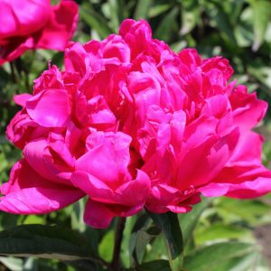 Beautiful pink peony Karl Rosenfield