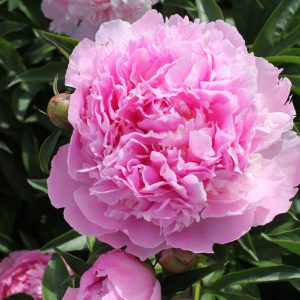 Beautiful double pink peony Lady Anne