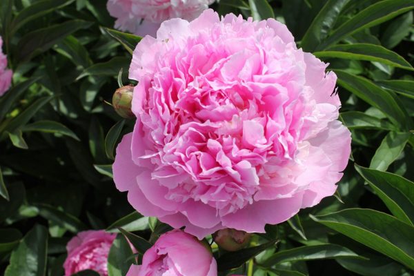 Beautiful double pink peony Lady Anne